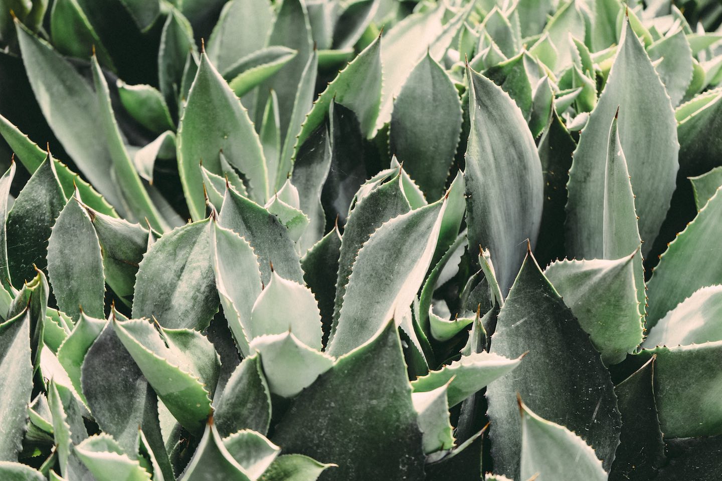 An Easy Guide to Growing Aloe Vera Plants at Home  Tom's of Maine