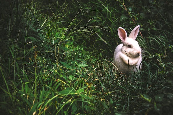 bunny in grass