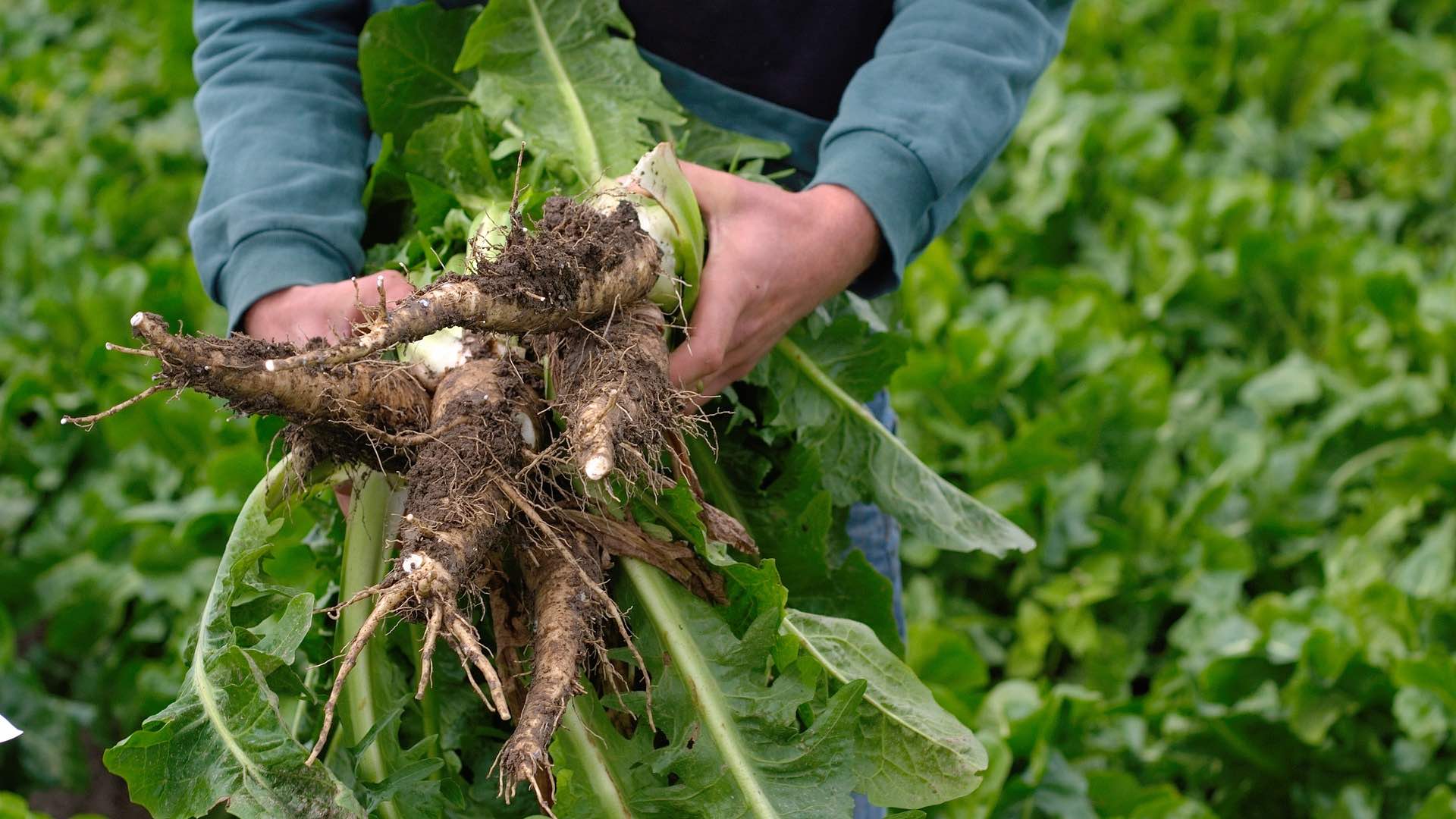 Chicory, Chicory roots