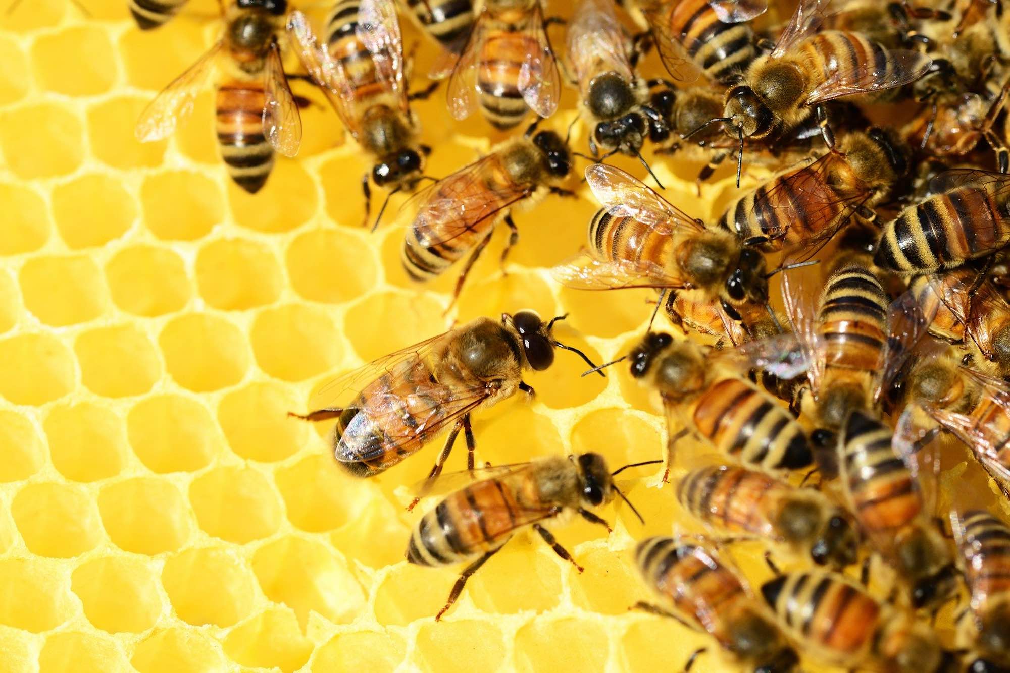 Bees, Hive, Insects