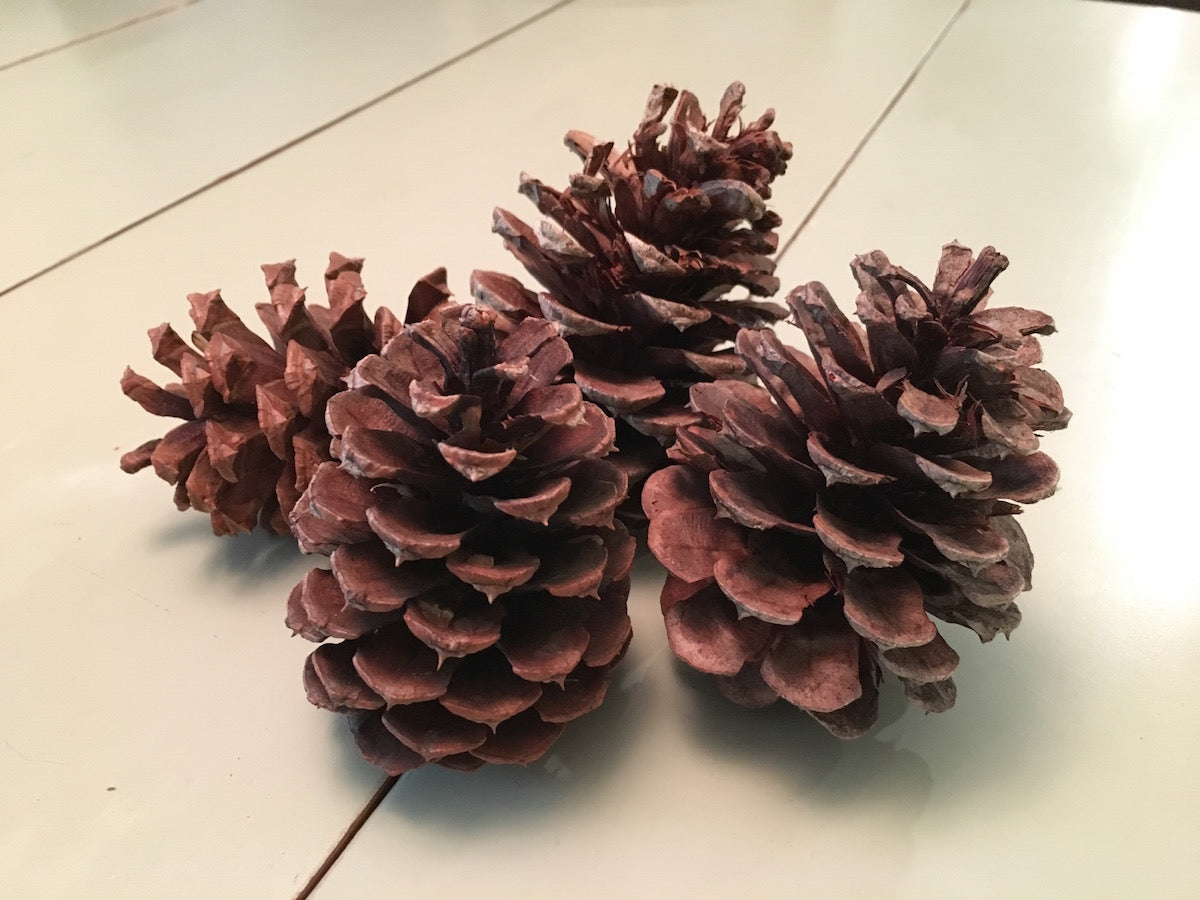 4 pinecones
