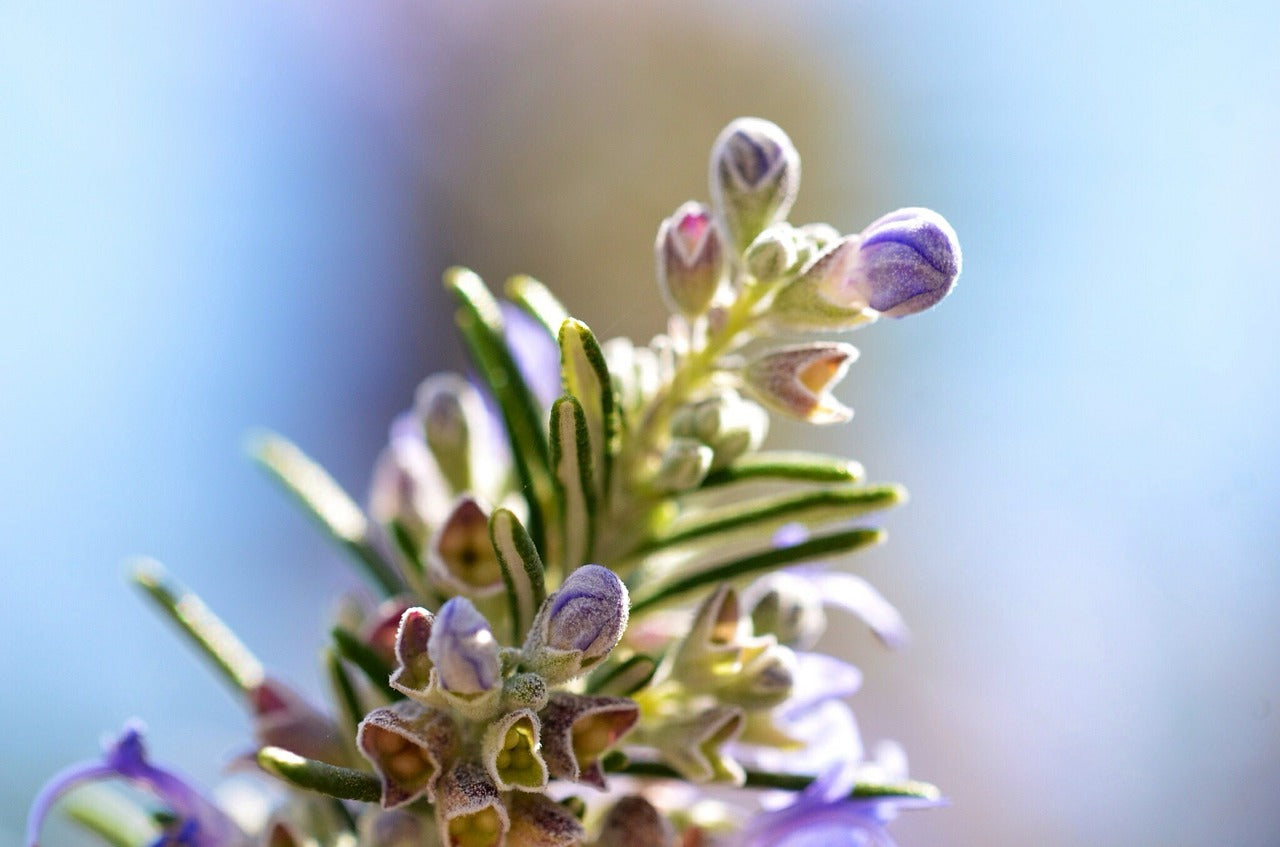 Rosemary Plant