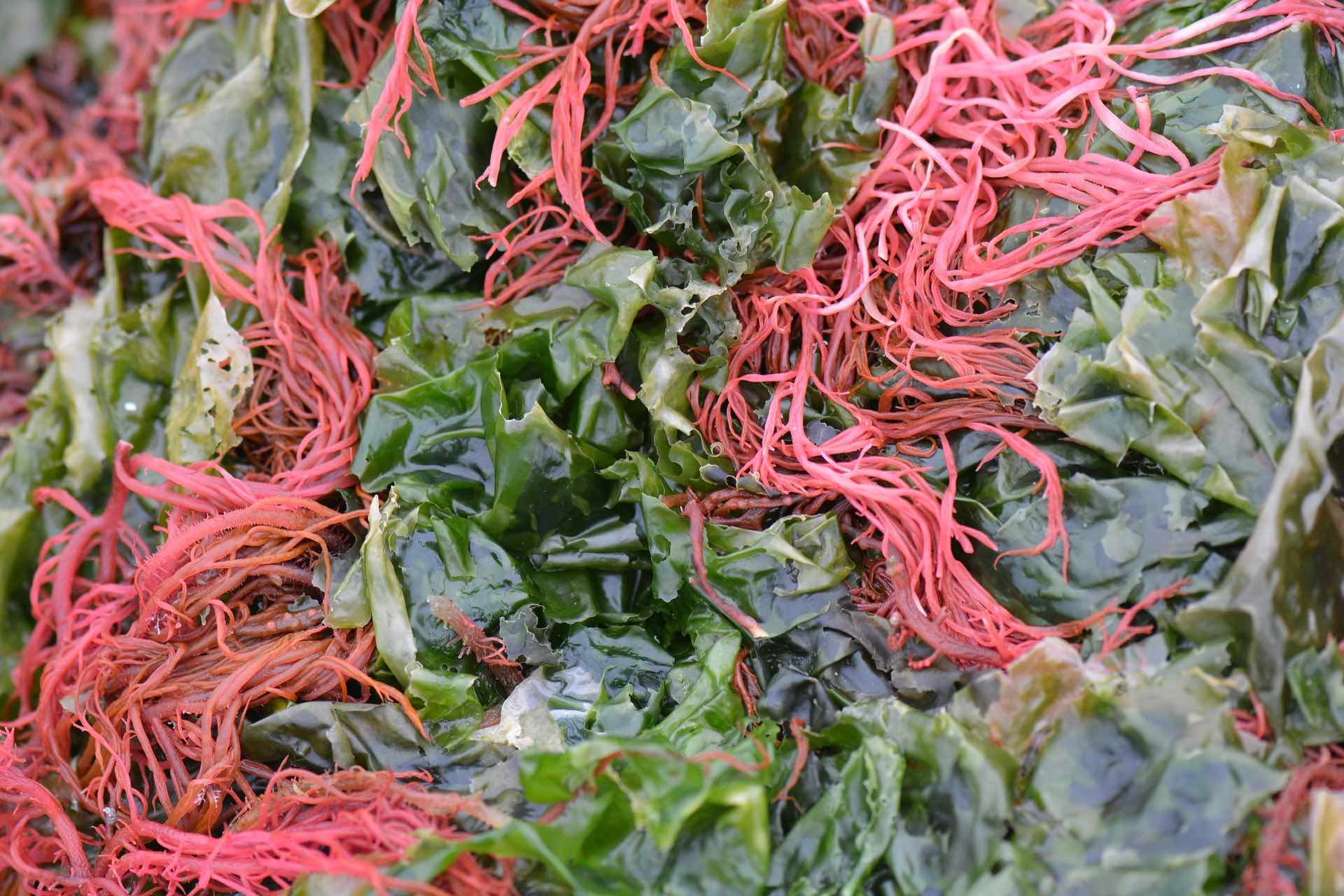 Seaweed, Algae