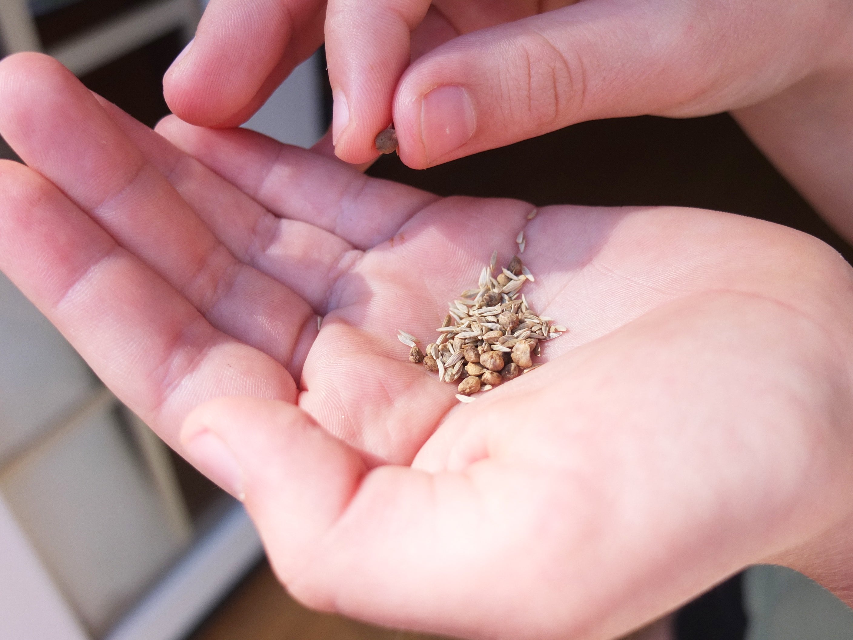 a hand holding tiny seeds to plant