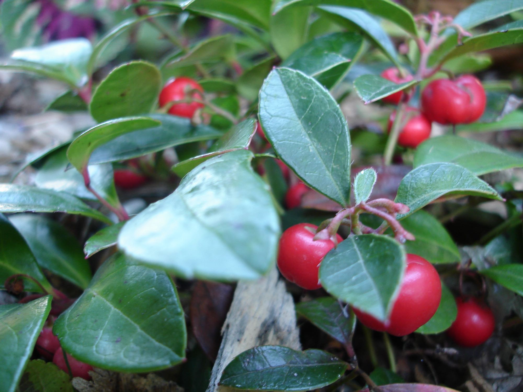 Gaultheria procumbens (wintergreen)