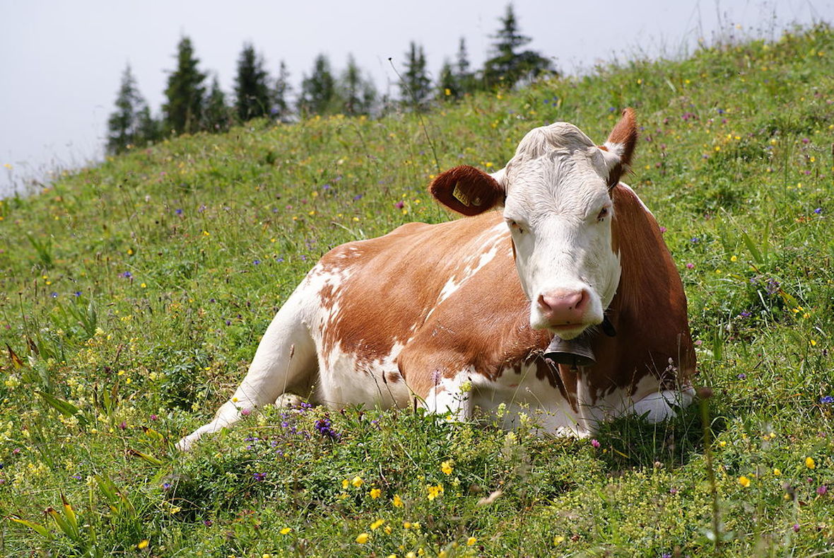 Fleckvieh breed cow lying in field