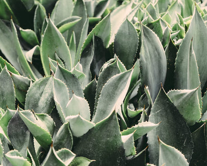 large aloe vera plant