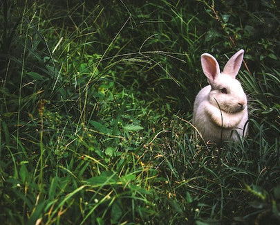 bunny in grass
