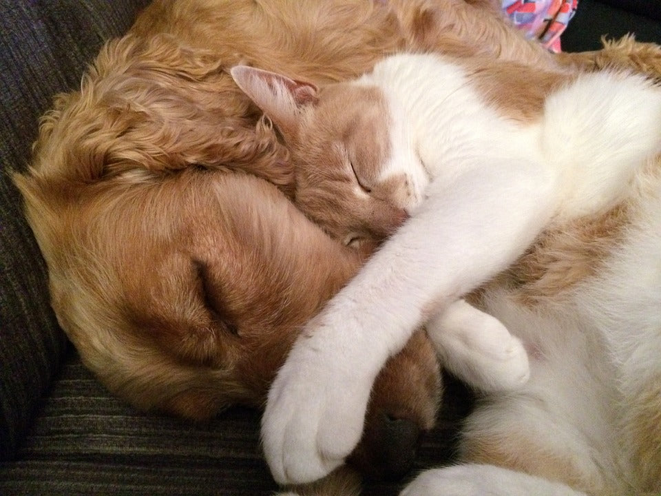 Cat and dog lying together sleeping