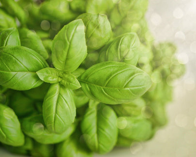 bunch of basil leaves