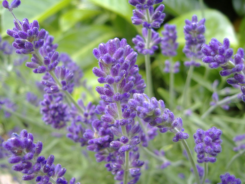 English lavender plant