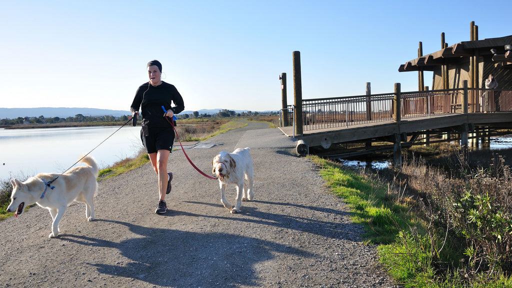 Jogger and his two dogs at the Palo Alto Baylands