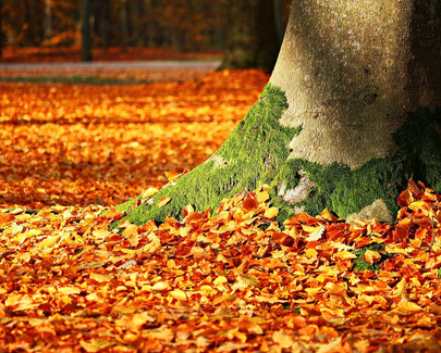 Autumn leave and tree trunk