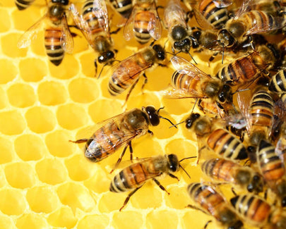Bees, Hive, Insects