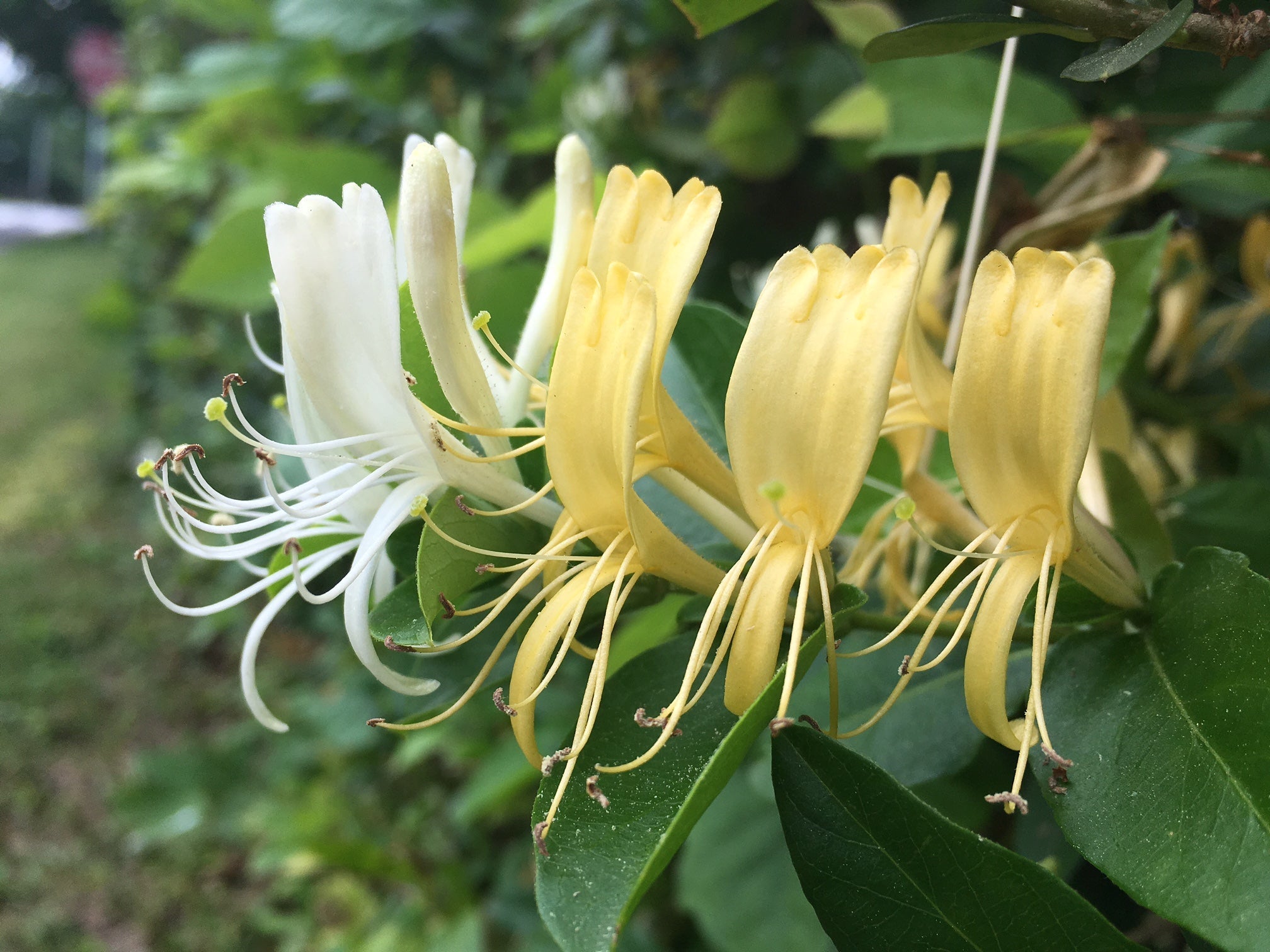 honeysuckle plant