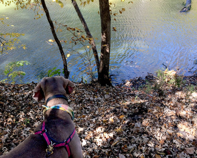 dog on a trail path next to water