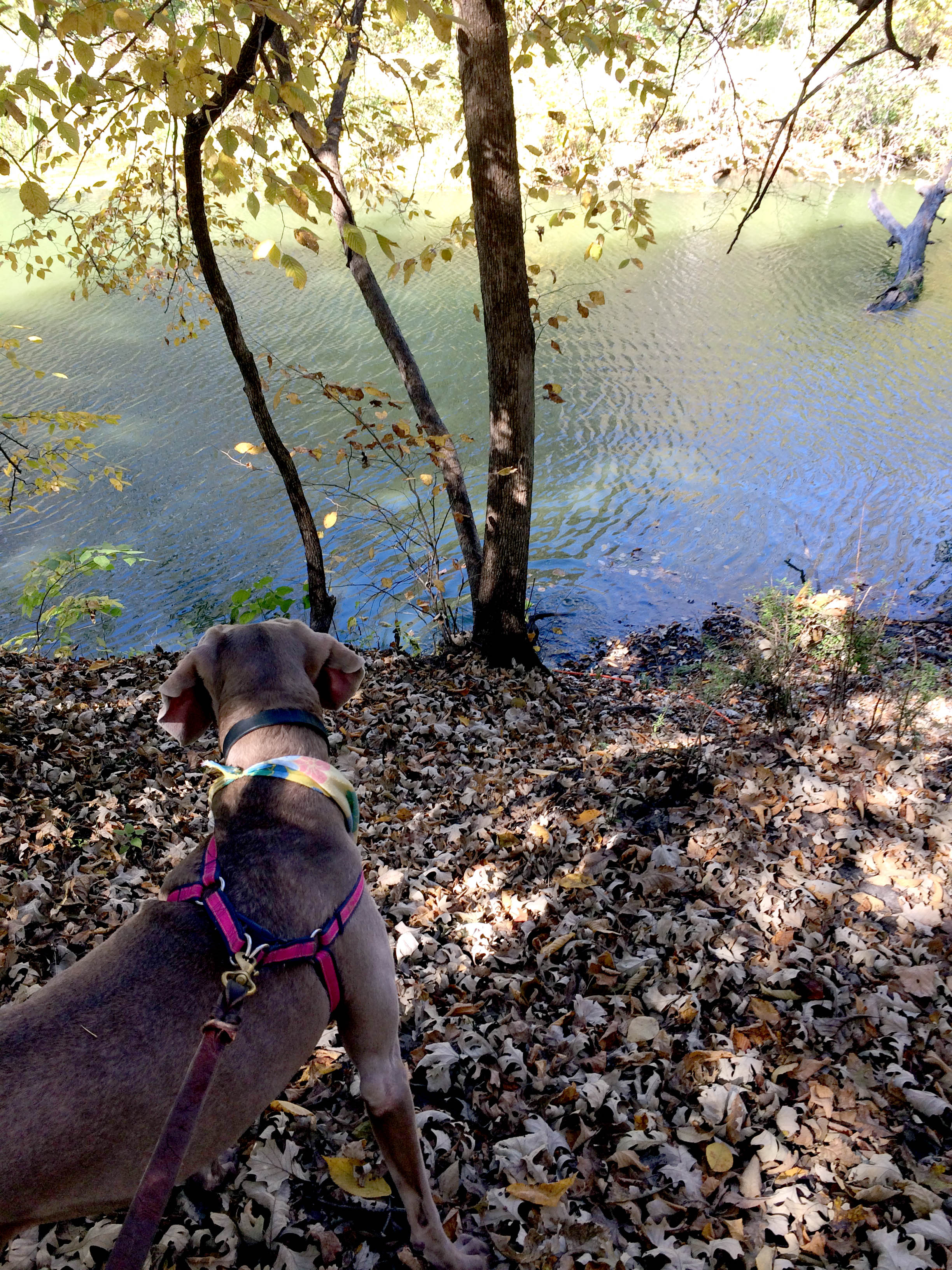 dog on a trail path next to water