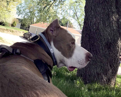 Animal Rights vs. Animal Welfare: What's the Difference?