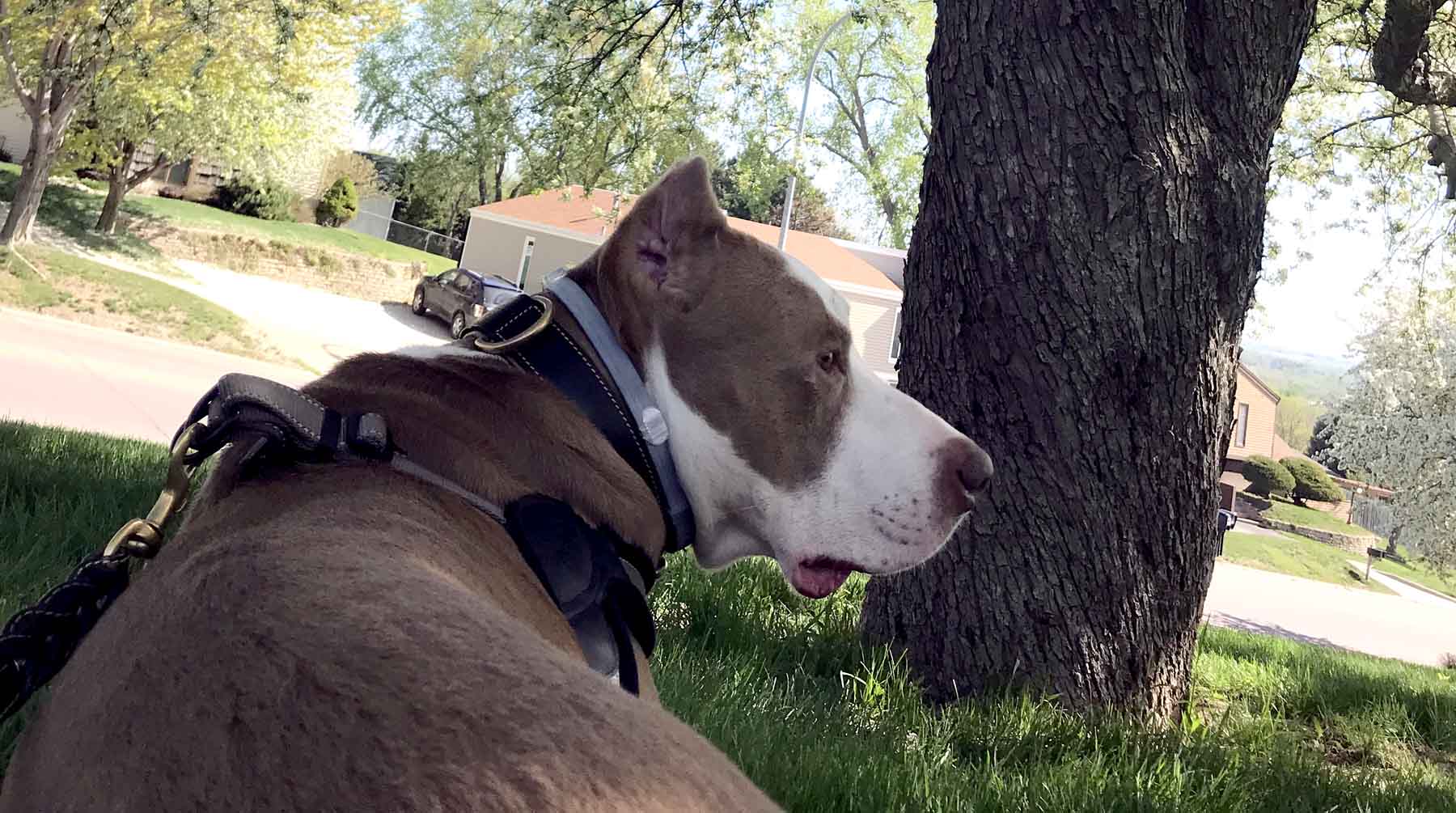 Animal Rights vs. Animal Welfare: What's the Difference?