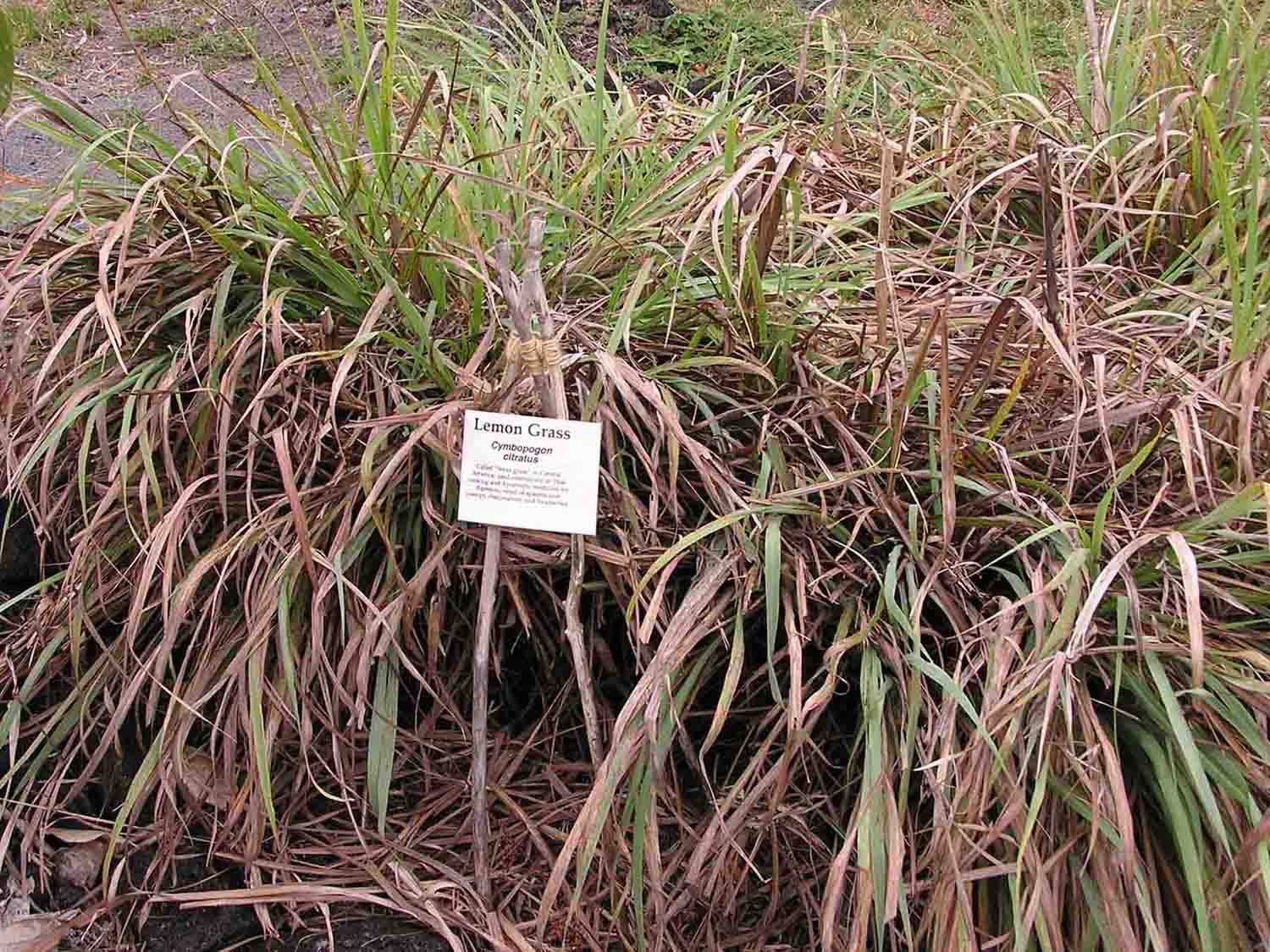 lemongrass plants