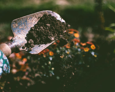 Making Homemade Fertilizer: 8 Things You Can Use