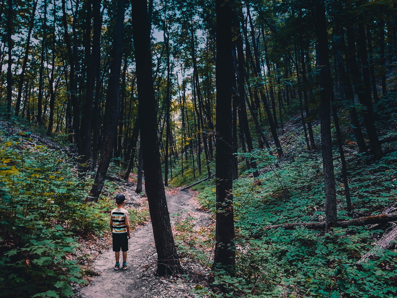 child walking through forest of trees