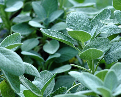 sage plants