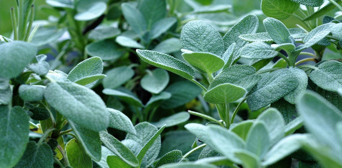 sage plants