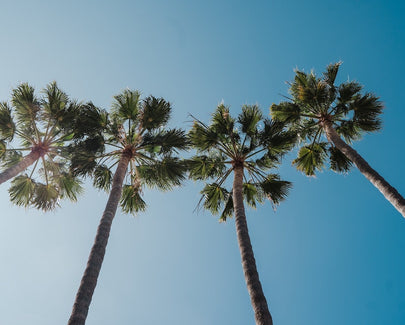 green palm trees under blue sky during daytime