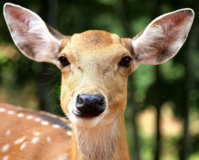 brown reindeer
